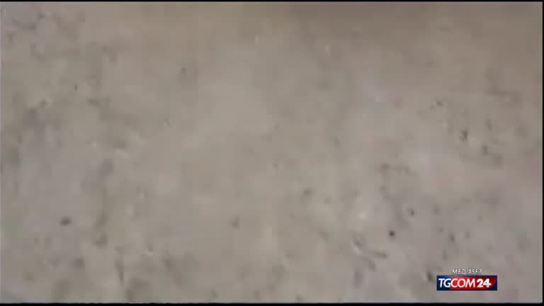 Video shock: gatto ucciso a bastonate Video shock: gatto ucciso a bastonate