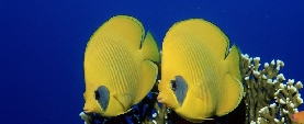 Pescato sempre pi&ugrave; tropicale