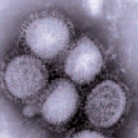 Pericolo pandemia
