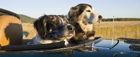 L&rsquo;UE approva il pet passaport