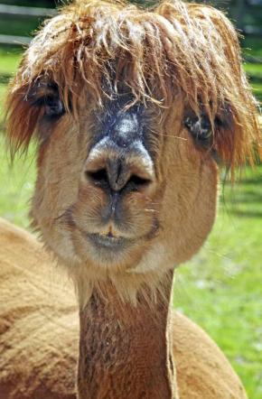 Ecco le acconciature animali più strane