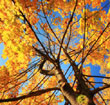 Gli Arcangeli degli Alberi