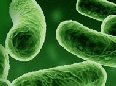 Incubo E.Coli Incubo E.Coli