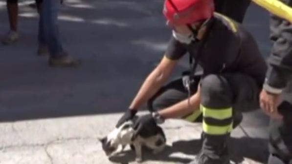 Amatrice, dopo sei giorni gatto salvato dalle macerie del terremoto - foto 1