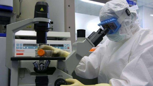 Candida Auris, il fungo resistente ai farmaci che si sta diffondendo in tutto il mondo: