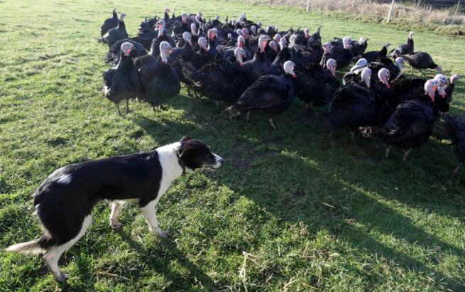Cane Pastore Lascia Le Pecore Per I Tacchini Tgcom24 Foto 1