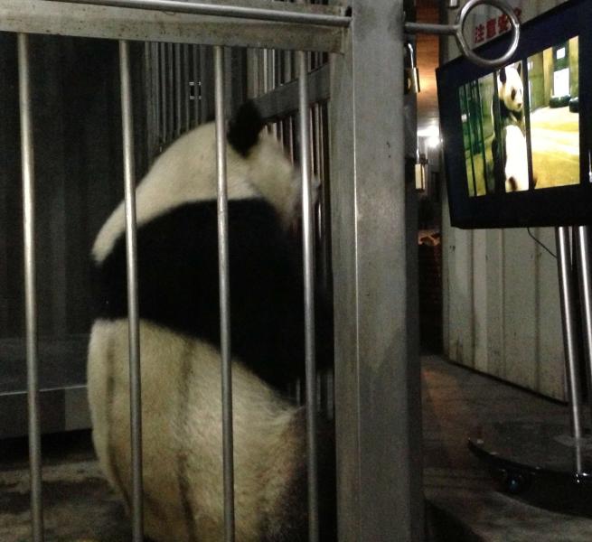 Panda porno canale